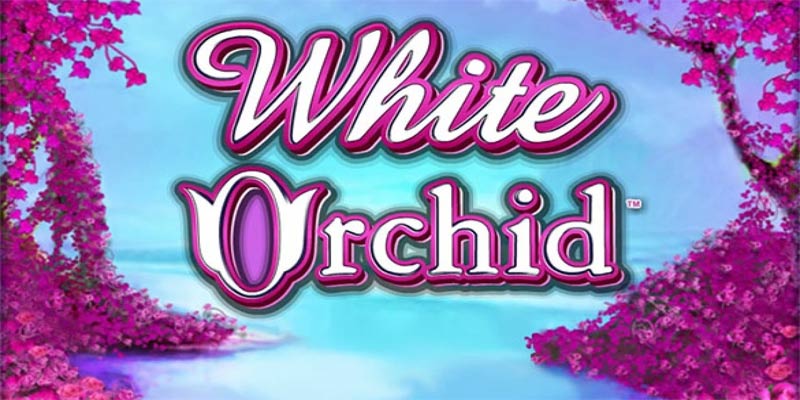 Khám Phá White Orchid Game – Trò Chơi Gây Sốt!
