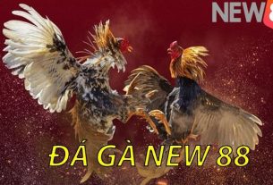 Đá Gà New88 - Trải Nghiệm Độc Đáo Cùng Những Chiến Binh